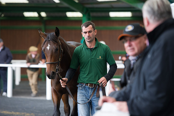 Goffs Orby14 CF5 031