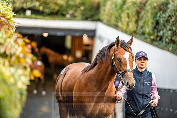 Goffs Orby 2018 Day 1-380