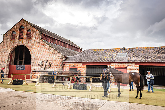 Goffs Yorton Sale 2022-110