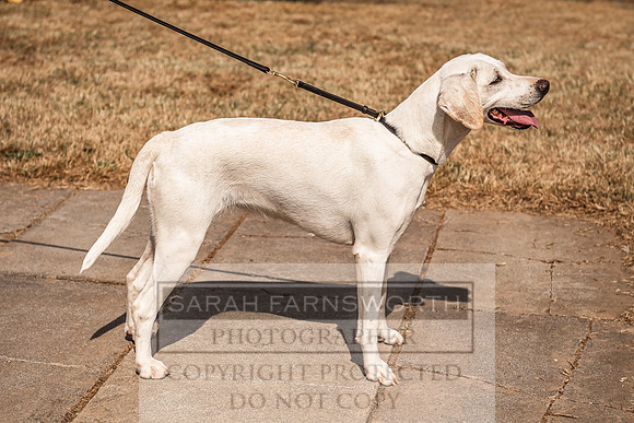 Honiton Hound Show 2022-89