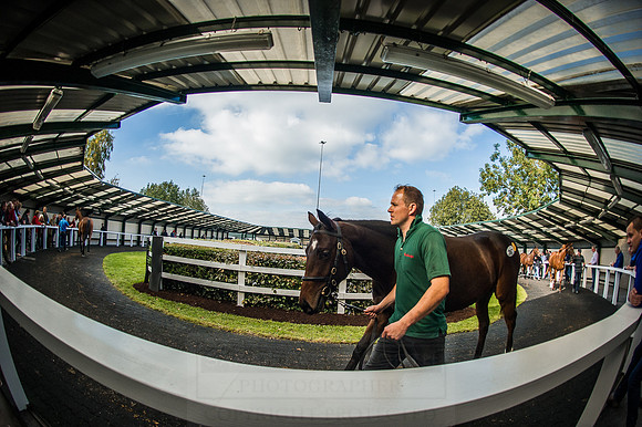 Goffs Orby 2015 -591
