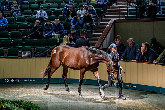 Goffs Orby 2018 Day 1-341