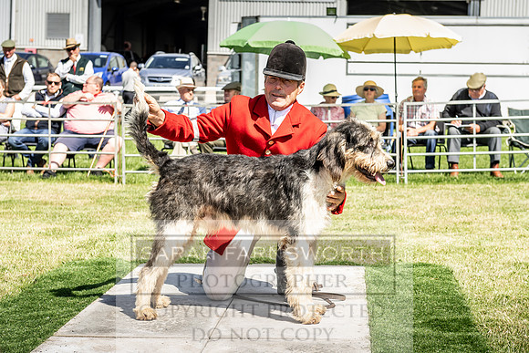 Builth Hound Show 2019-56