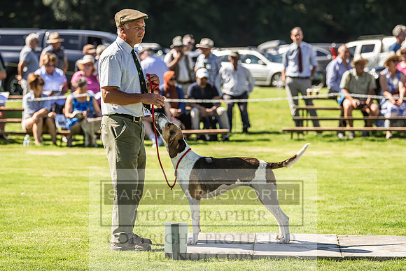Rydal Hound Show 2022-16