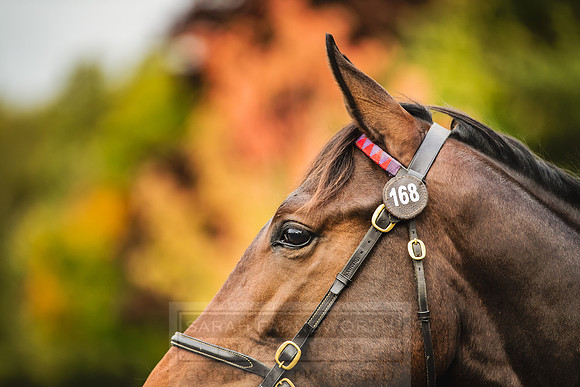 Goffs Orby 2018 Day 1-325