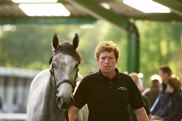 Goffs Orby14 CF7 335