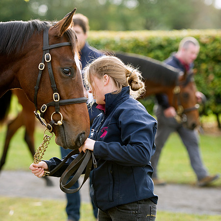 Goffs Orby14 CF1 340