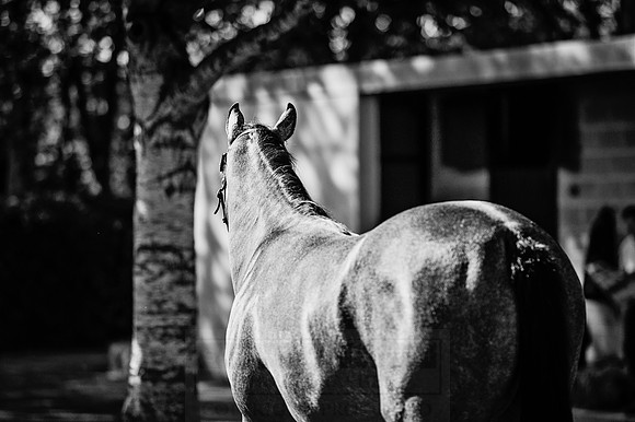 Goffs Orby 2015 -373 bw