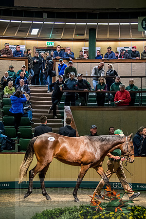 Goffs Orby 2018 Day 2-172