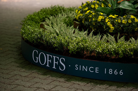 Goffs Orby14 CF5 069
