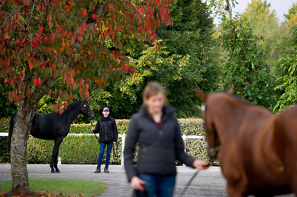 Goffs Orby14 CF1 475