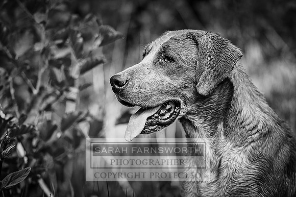 Desmond 040616-212 bw