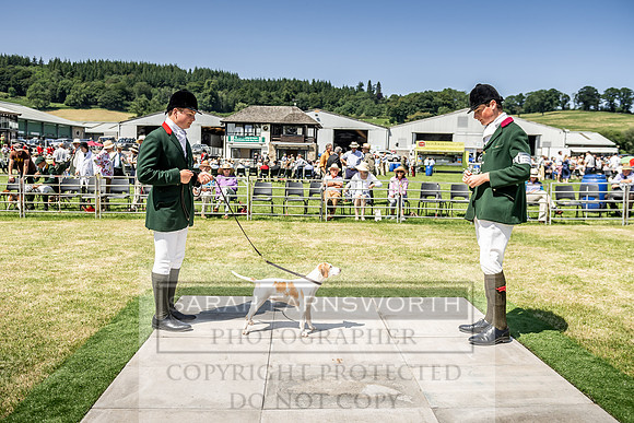 Builth Hound Show 2019-144
