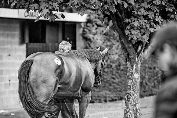 Goffs Orby 2018 Day 2-38