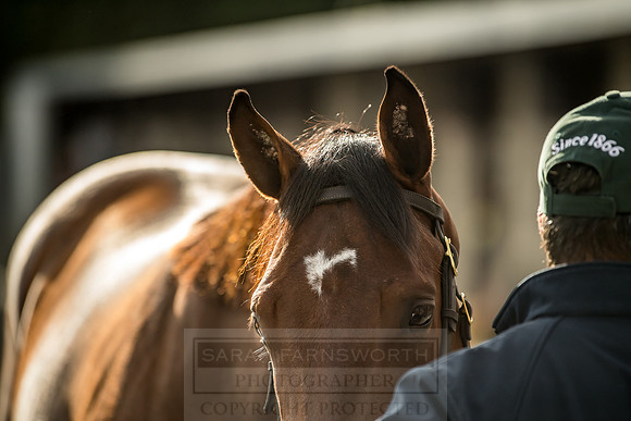 Goffs Orby 2018 Day 1-331