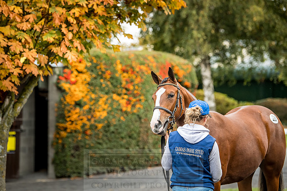 Goffs Orby 2018 Day 2-41