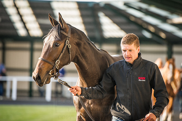 Goffs Orby 2015 -420