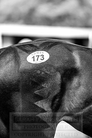Goffs Orby 2018 Day 1-389