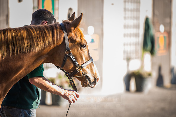 Goffs Orby 2015 -504