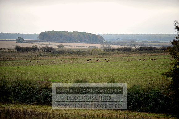 Brocklesby 021113 CF3 482