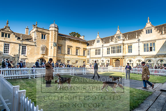 Baron Von Pfetten Puppy Show 02.09.18-160