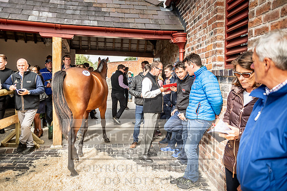 GUK Yorton Sale 2019-391