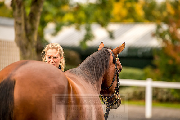 Goffs Orby 2018 Day 1-59