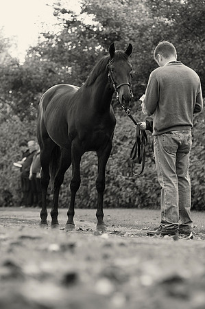 Goffs Orby14 CF1 533 bw