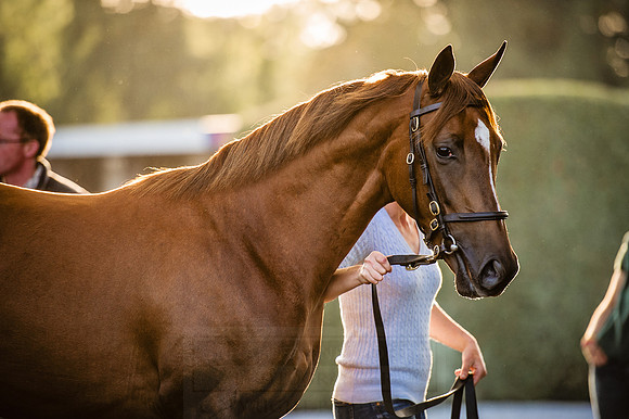 Goffs Orby 2015 -433