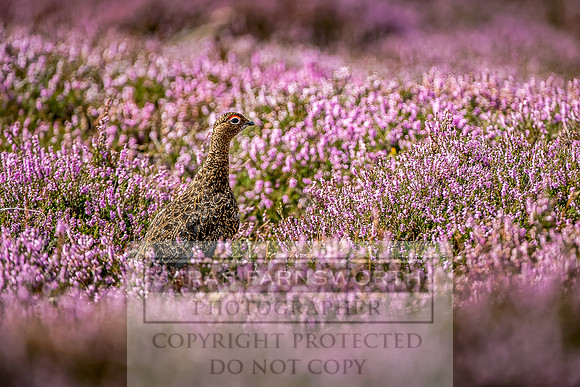 Red Grouse-9