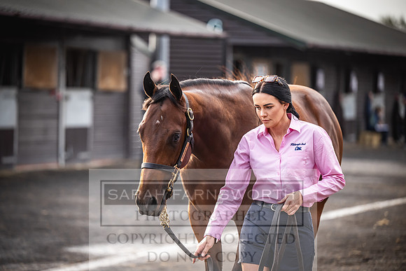 Goffs UK PY24-272