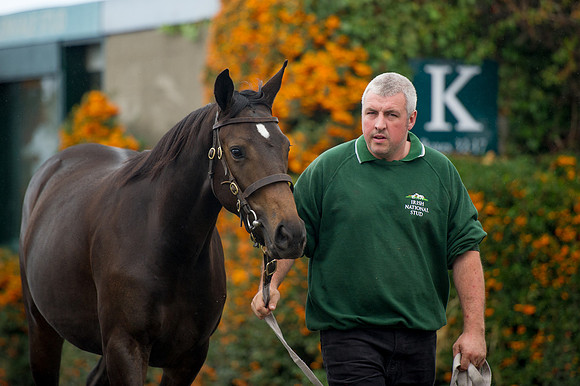Goffs Orby14 CF7 105