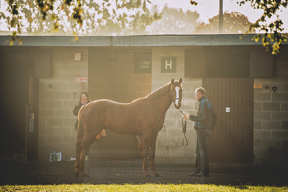 Goffs Orby 2015 -492