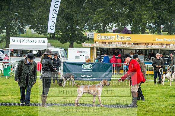 Lowther Hound Show 2017-31