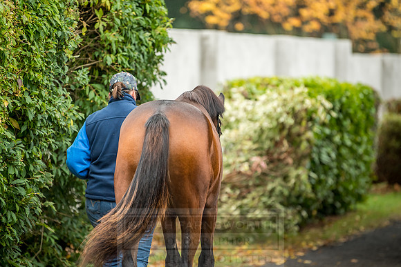 Goffs Orby 2018 Day 2-51