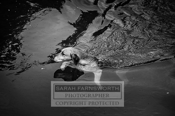 Desmond 060616-12 bw