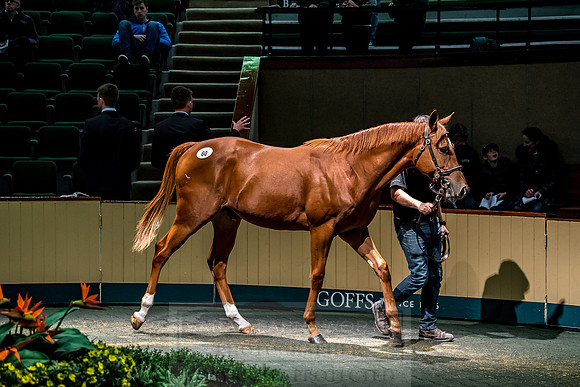 Goffs Orby 2018 Day 1-255