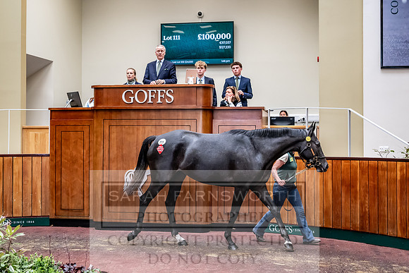 Goffs UK Spring Sale 2024-139