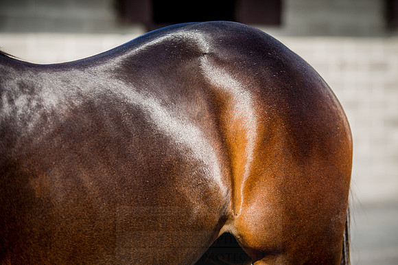 Goffs Orby 2015 -306