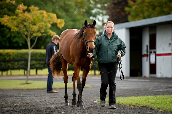 Goffs Orby14 CF1 187