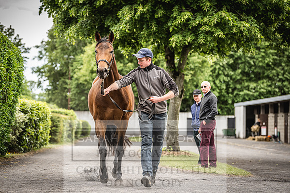 Goffs Land Rover Sale 2022-405