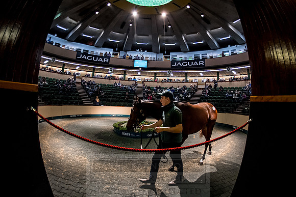 Goffs Orby 2018 Day 1-277