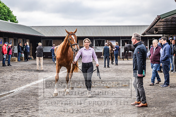 Goffs UK Spring Sale 2024-72