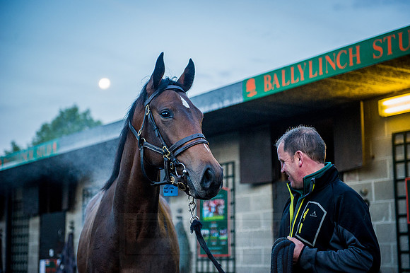 Goffs Orby 2015 -68