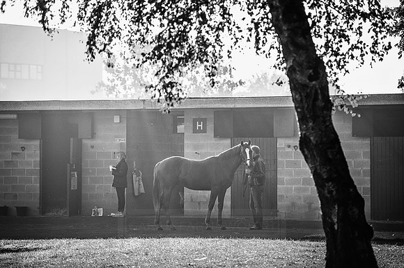 Goffs Orby 2015 -493 bw