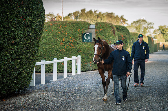 Goffs Orby 2015 -137