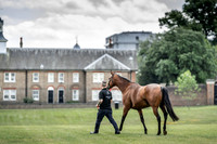 Goffs London Sale 2019-9
