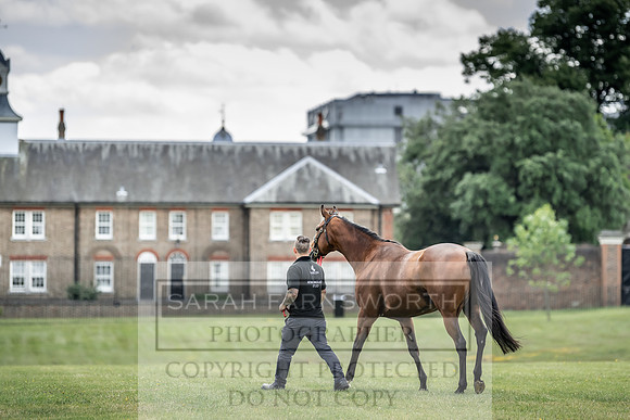 Goffs London Sale 2019-9