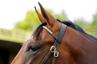 Goffs Orby14 CF1 025
