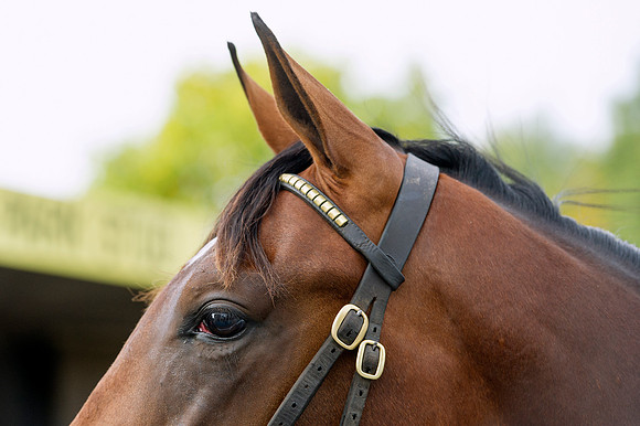 Goffs Orby14 CF1 025